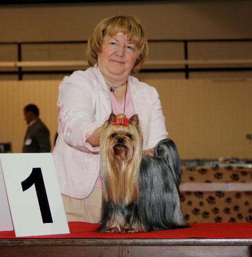 KENDOS MONTECITO — Labaza DogPedigree YorkshireTerrier